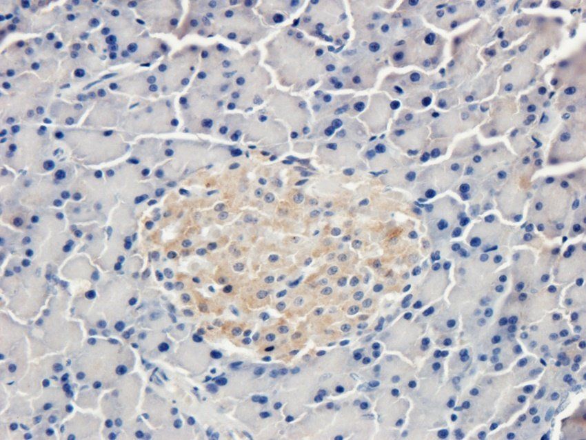 Immunohistochemical staining of rat pancreas tissue using Procollagen type I antibody (2.5 ug/ml)