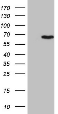 PROCR antibody