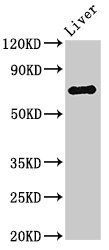 PRODH antibody