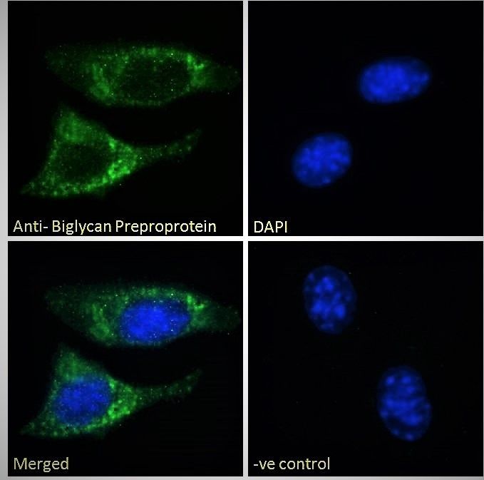 Goat anti-Biglycan Preproprotein Antibody