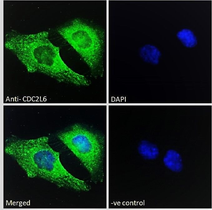 Goat anti-CDC2L6 Antibody
