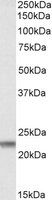 Goat anti-Claudin 14 / CLDN14 Antibody