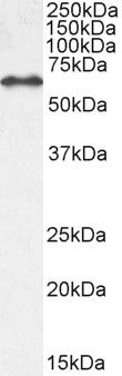 Goat anti-EHD1 Antibody