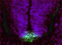 Goat anti-Ferd3l (aa56-68) Antibody