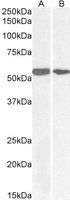 NOX1 antibody