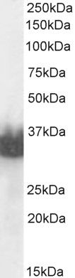 Goat anti-PSA (isoform 1) / KLK3 Antibody