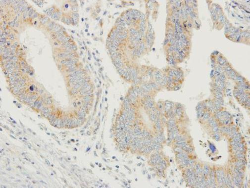 PDYN antibody [N1C2]