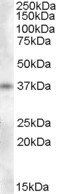 Goat anti-Proenkephalin Antibody
