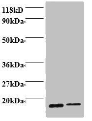 Profilin-1 antibody
