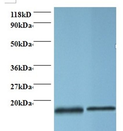 Profilin-1 antibody (Biotin)