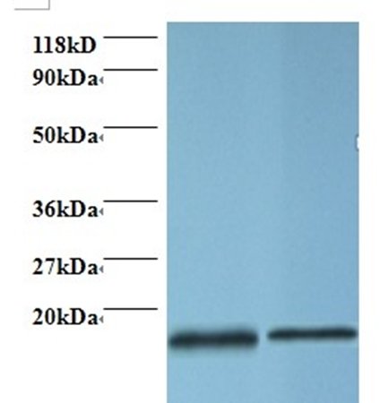 PFN1 Antibody, Biotin conjugated