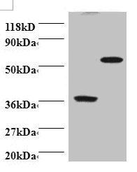 Programmed cell death protein 6 antibody