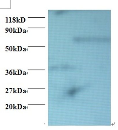 Programmed cell death protein 6 antibody (Biotin)