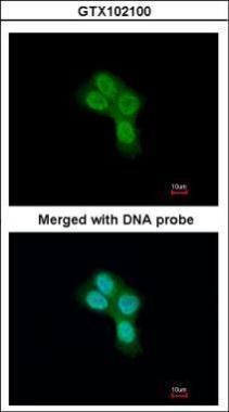 Prohibitin 2 antibody