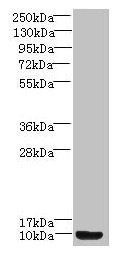 Prok2 antibody