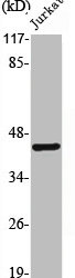 PROKR1 antibody