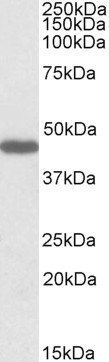 Goat anti-PROKR2 Antibody