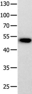 PROKR2 antibody