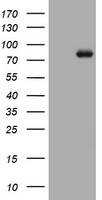Prolactin Receptor (PRLR) antibody