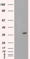 Prominin 2 Antibody