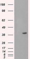 Prominin 2 (PROM2) antibody