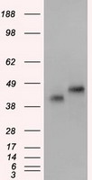 Prominin 2 (PROM2) antibody