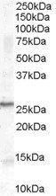 MSH alpha antibody