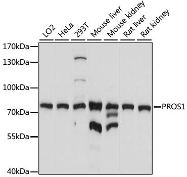PROS1 antibody