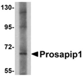 Prosapip1 Antibody