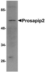 Prosapip2 Antibody