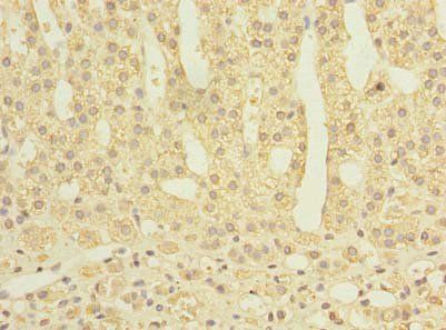 PLPBP Antibody