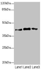 Prostaglandin E synthase 2 antibody