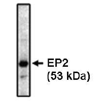 Prostaglandin-E2 receptor EP2 antibody