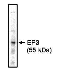 Prostaglandin-E2 receptor EP3 antibody