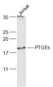 Prostaglandin E synthase antibody
