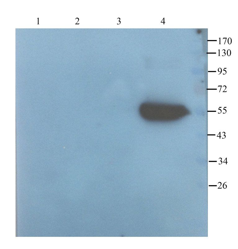 Prostaglandin E synthase 2 antibody