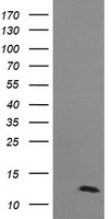 Proteasome 20S beta 7 (PSMB7) antibody