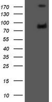 Proteasome 20S beta 7 (PSMB7) antibody