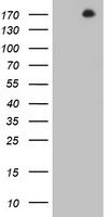 Proteasome subunit alpha type 6 (PSMA6) antibody