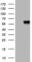 Proteasome subunit alpha type 6 (PSMA6) antibody