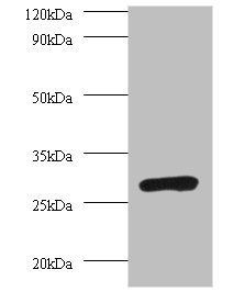 Proteasome subunit alpha type-7 antibody