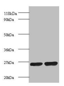 Proteasome subunit beta type-1 antibody