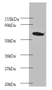 Proteasome subunit beta type-4 antibody