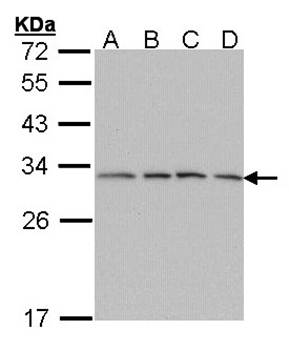 proteasome alpha 7 antibody