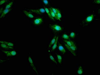 Protein-arginine deiminase type-2 antibody