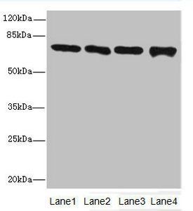Protein-arginine deiminase type-2 antibody