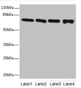 PADI2 Antibody