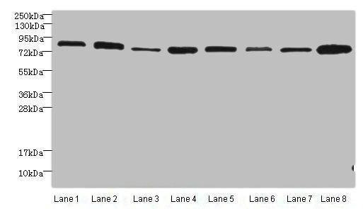 Protein argonaute-2 antibody