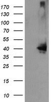Protein C inhibitor (SERPINA5) antibody