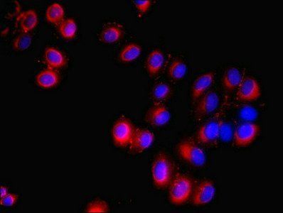 Protein delta homolog 1 antibody